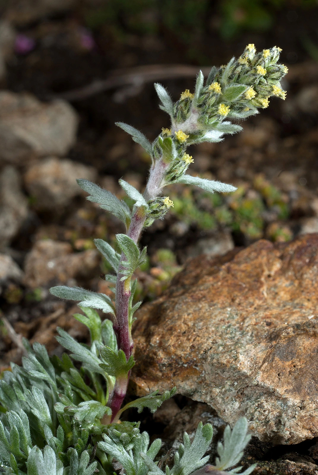 Photo Maurizio Broglio - Artemisia genipi